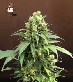 Fresh Candy Strain Autoflowering Feminized Marijuana Seeds