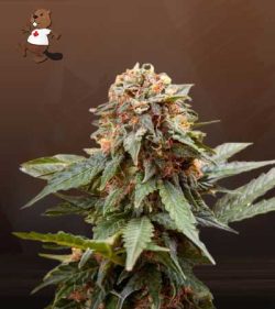 Fresh Candy Strain Feminized Marijuana Seeds