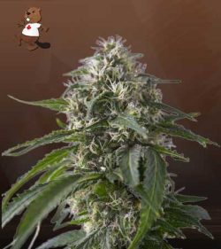Galaxy Strain Feminized Marijuana Seeds