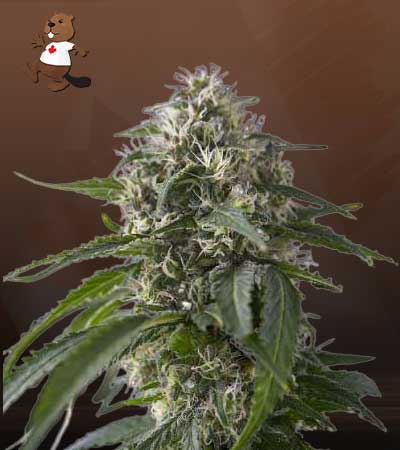 Galaxy Strain Feminized Marijuana Seeds