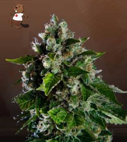 Kalashnikov Strain Feminized Marijuana Seeds