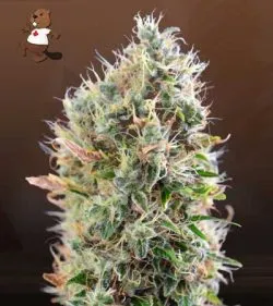 King's Kush Autoflowering Feminized Marijuana Seeds