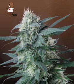 King's Kush Feminized Marijuana Seeds