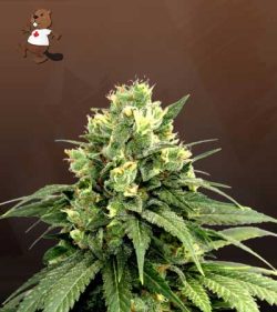 Kosher Cookies Strain Feminized Marijuana Seeds