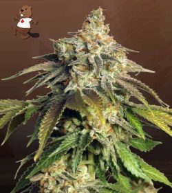 Mimosa Float Strain Feminized Marijuana Seeds