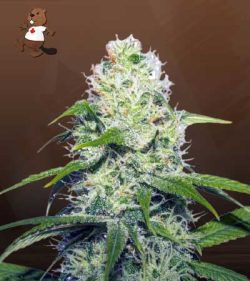 Neapolitan Strain Feminized Marijuana Seeds