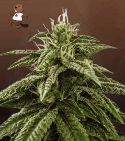 Peanut Butter Cake Strain Feminized Marijuana Seeds