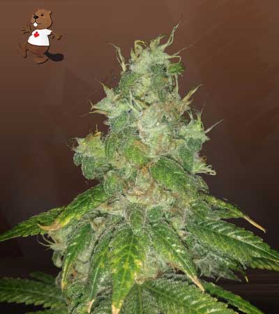 Super Bud Strain Autoflowering Feminized Marijuana Seeds