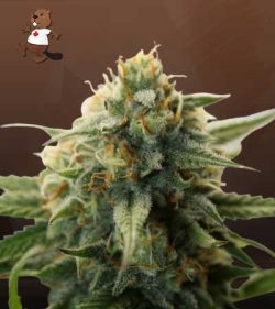 Super Bud Strain Feminized Marijuana Seeds