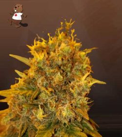 Tutankhamon Strain Autoflowering Feminized Marijuana Seeds
