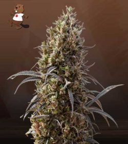 White Strawberry Skunk Strain Feminized Marijuana Seeds