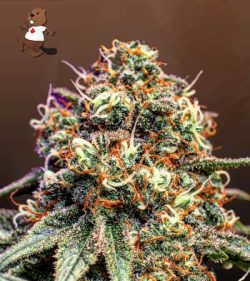 Cotton Candy Strain Feminized Marijuana Seeds