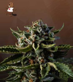 Dutch Treat Strain Autoflowering Feminized Marijuana Seeds