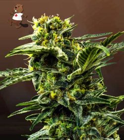 Early Girl Strain Feminized Marijuana Seeds