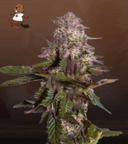 Himalaya Gold Strain Feminized Marijuana Seeds