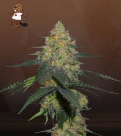 Kryptonite Strain Autoflowering Feminized Marijuana Seeds