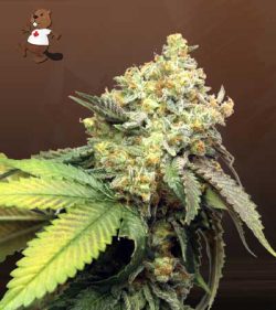 Pure Kush Feminized Marijuana Seeds