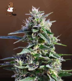Purple Wreck Strain Feminized Marijuana Seeds