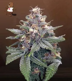 3 Kings Strain Autoflowering Feminized Marijuana Seeds