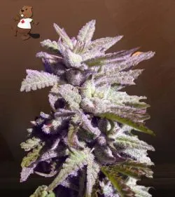 BC Hash Plant Strain Regular Marijuana Seeds