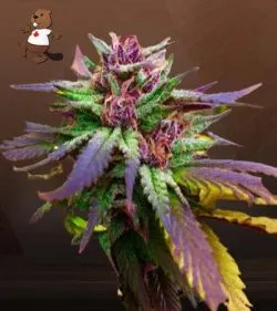 Blue Diesel Strain Regular Marijuana Seeds