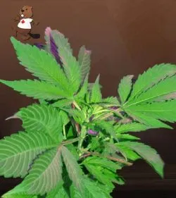 Bubba God Strain Regular Marijuana Seeds