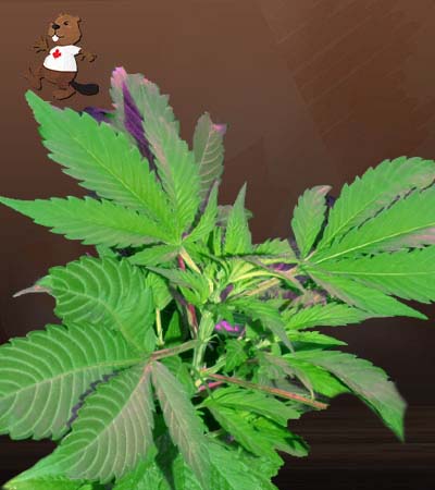 Bubba God Strain Regular Marijuana Seeds