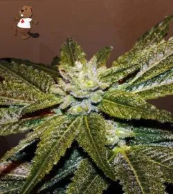 CBD Elixir Strain Regular Marijuana Seeds