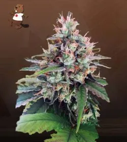 CBD God Strain Regular Marijuana Seeds