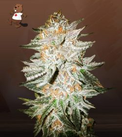 Cherry Punch Strain Feminized Marijuana Seeds