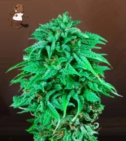 Durban Poison Regular Marijuana Seeds