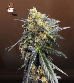 Garanimals Strain Feminized Marijuana Seeds