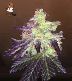Gorilla Crush Strain Regular Marijuana Seeds
