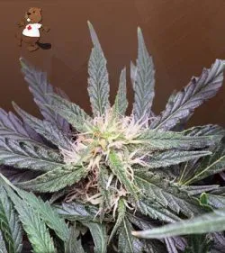 Grease Gun Strain Autoflowering Feminized Marijuana Seeds