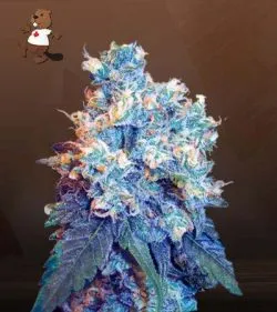 Jack Herer Strain Regular Marijuana Seeds