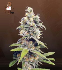 Orange Creamsicle Strain Feminized Marijuana Seeds