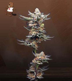 Peanut Butter Souffle Strain Feminized Marijuana Seeds