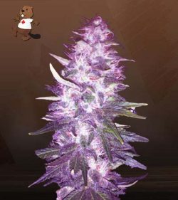 Pie Gal Strain Feminized Marijuana Seeds