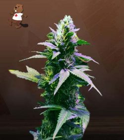 Purple Kush Regular Marijuana Seeds