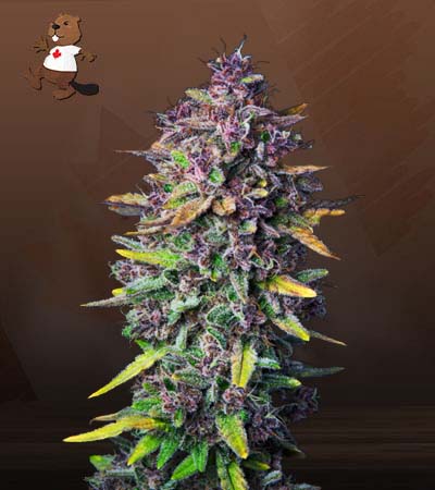 Purple Punch Strain Autoflowering Feminized Marijuana Seeds