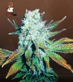 Romulan Strain Regular Marijuana Seeds