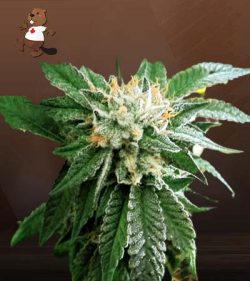 Shiatsu Kush Regular Marijuana Seeds