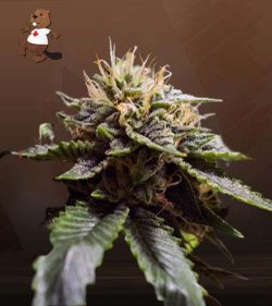 Sour Strawberry Strain Feminized Marijuana Seeds