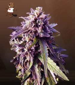 Texeda Timewarp Strain Regular Marijuana Seeds