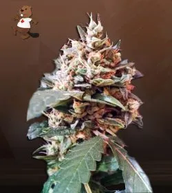 Tooth Decay Strain Autoflowering Feminized Marijuana Seeds