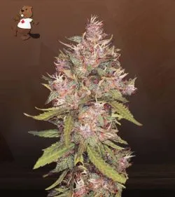 Grape Crush Gelato Strain Regular Marijuana Seeds