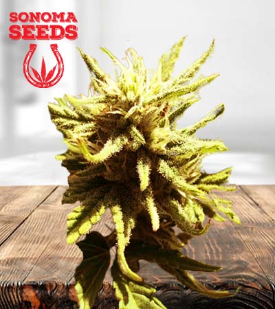 Auto CBD Green Maverick (1:20) Strain Marijuana Seeds