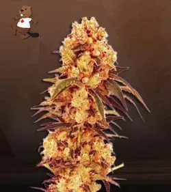CBD Hemp Star (1:20) Strain Feminized Marijuana Seeds