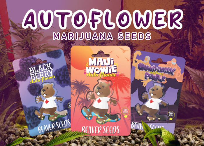 Autoflower Seeds For Sale