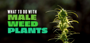 What To Do With Male Weed Plants